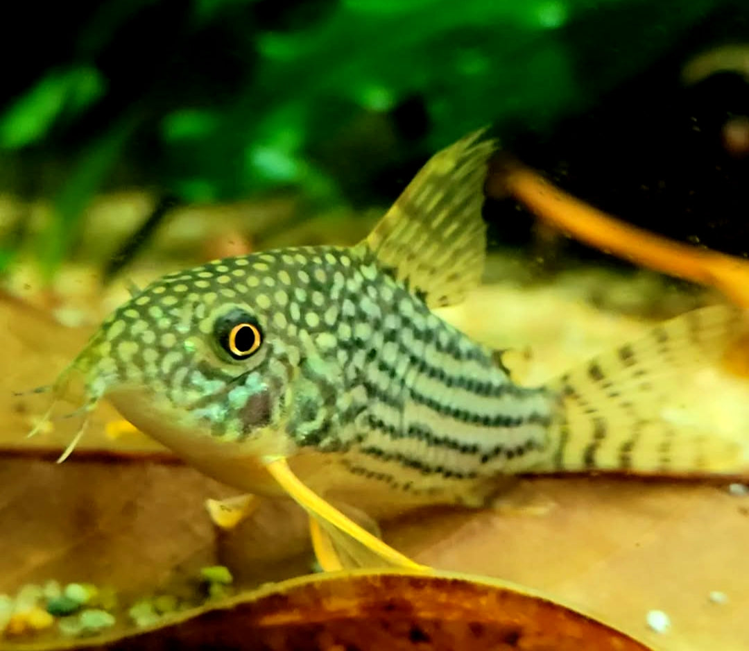 Corydoras sterbai hoplisoma - Orangeflossen Panzerwels