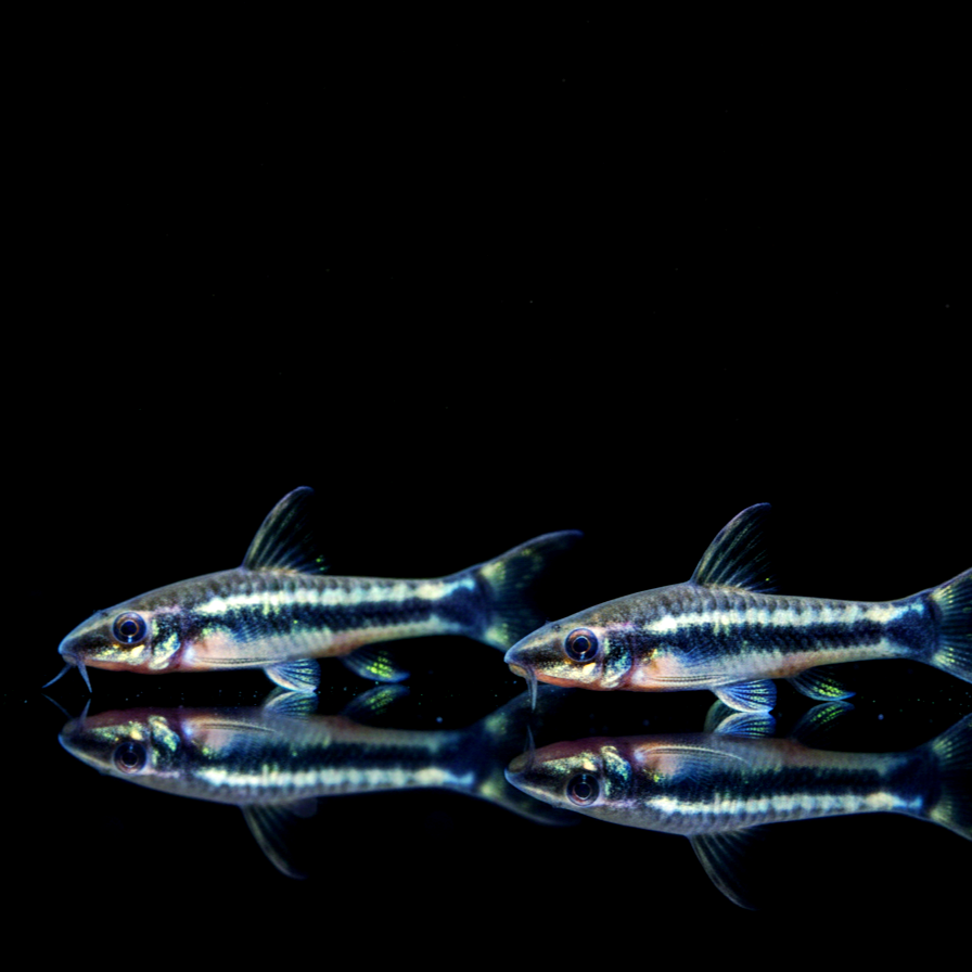 Ohrgitter-Harnischwels – Otocinclus affinis 🍃🐟