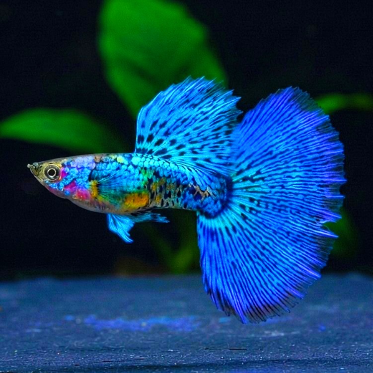 Hochzucht-Guppy - 💙❤️🧡💛 Wundertüte-Mix