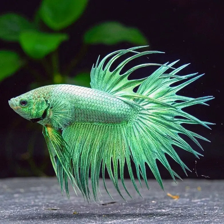 Kampffisch Betta splendens – Crowntail Grün AquaTimo