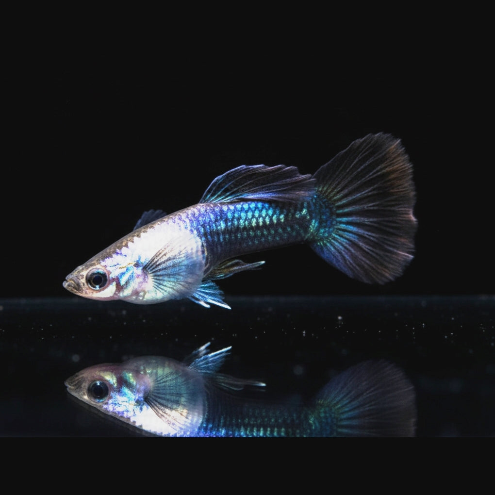 Hochzucht Guppy - Blue Panda