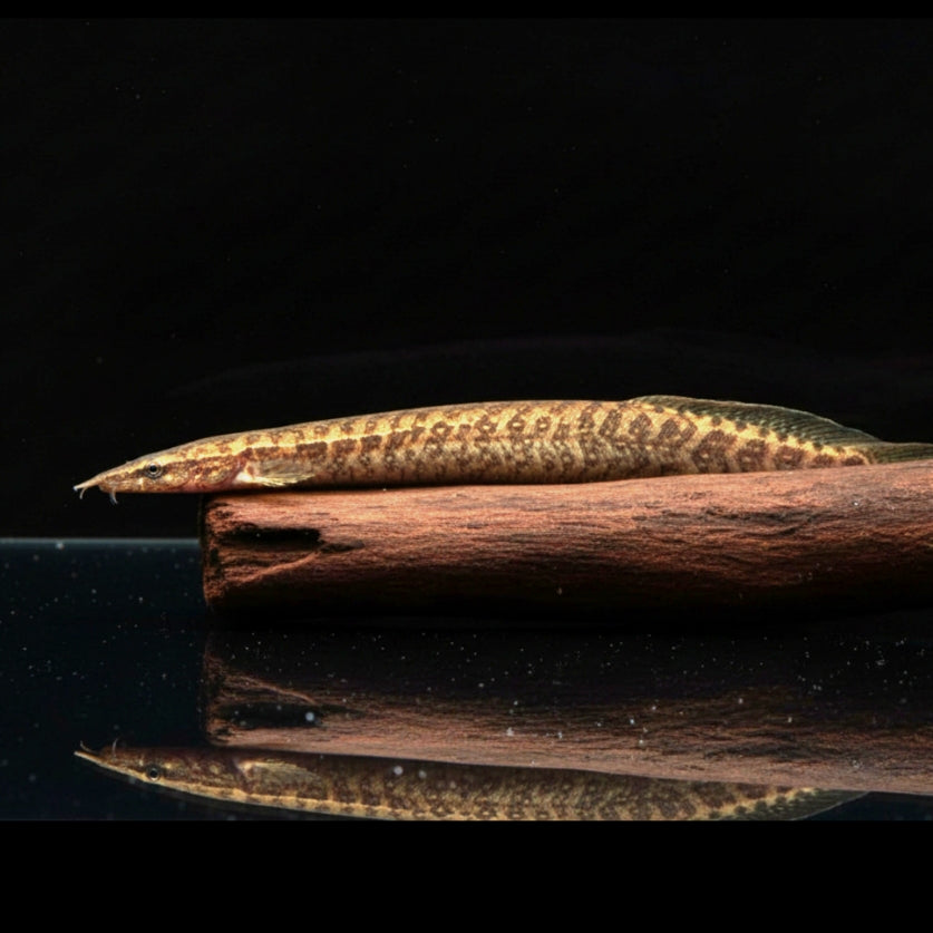 Gürtel-Stachelaal – Macrognathus circumcinctus