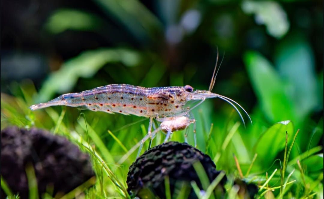 Caridina multidentata - Amanogarnele