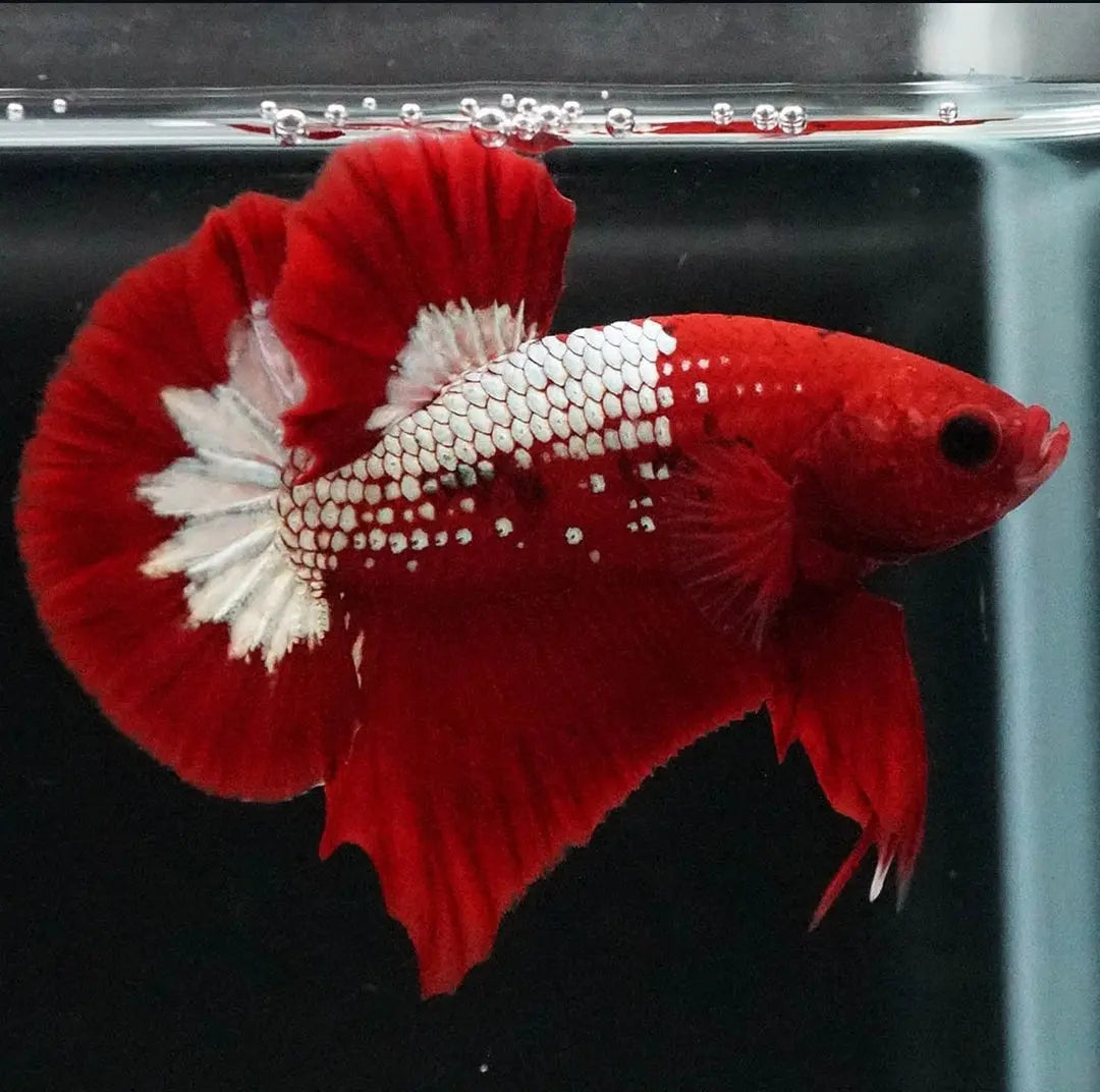 Betta splendens "Plakat Samurai Red" – Eleganter Kampffisch mit tiefroter Pracht AquaTimo