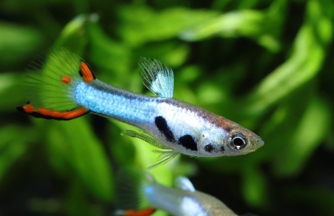 Endler Guppy "Japan Blue" – Poecilia wingei 💙🐠
