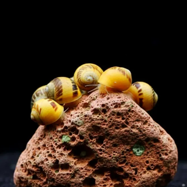 Clithon sowerbianum - 💙❤️🧡💛Fancy Geweihschnecke AquaTimo