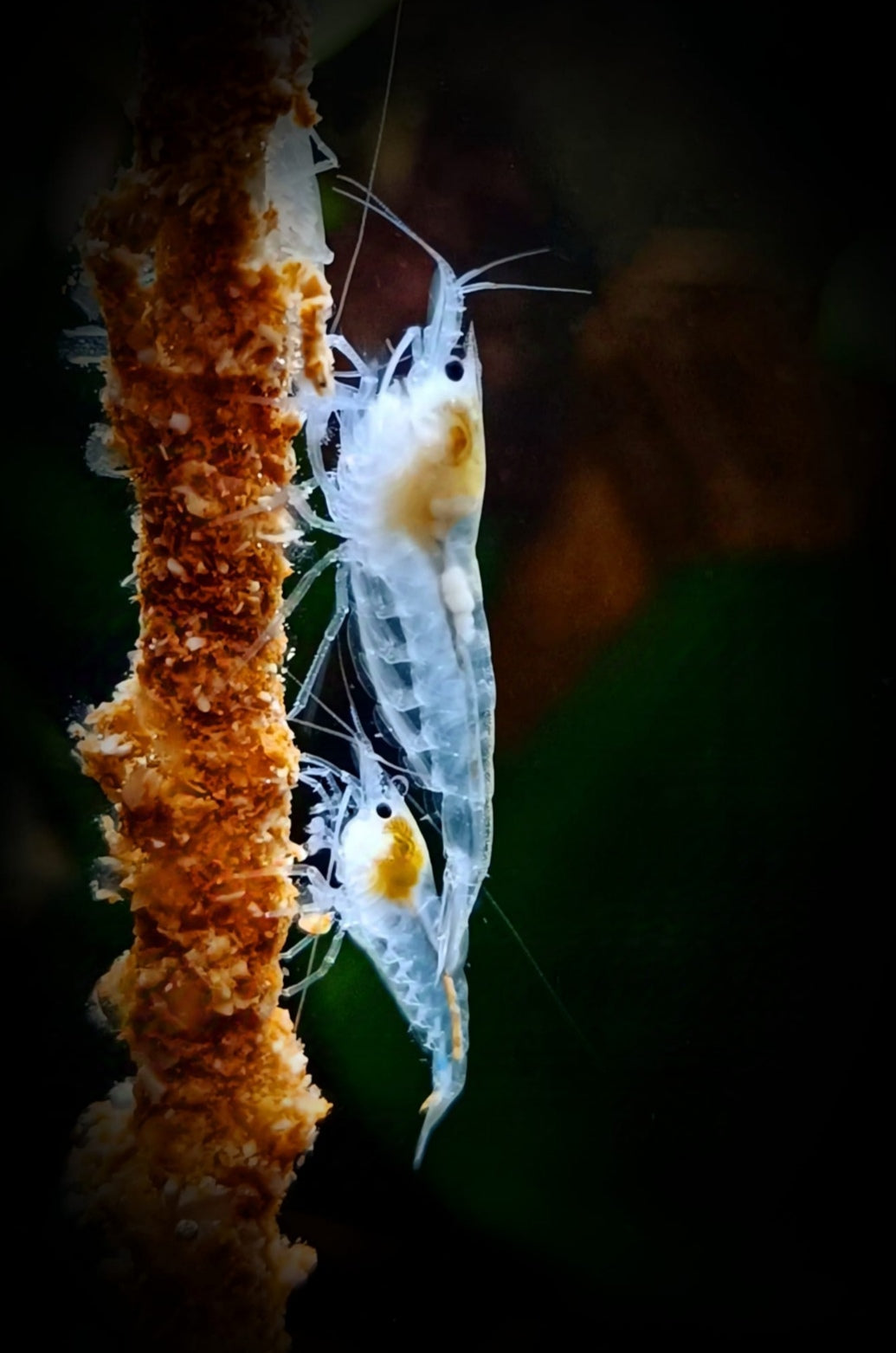 Neocaridina davidi - White Pearl Garnelen