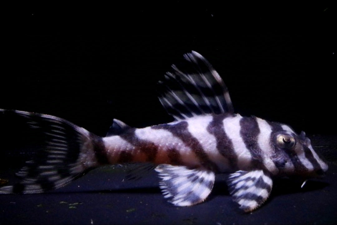 L236 Welse: Iriri-Harnischwels, Hypancistrus spec. ca 5 cm