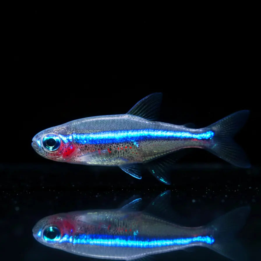 Blauer Neon – 💙 Paracheirodon simulans 🌈🐟 AquaTimo