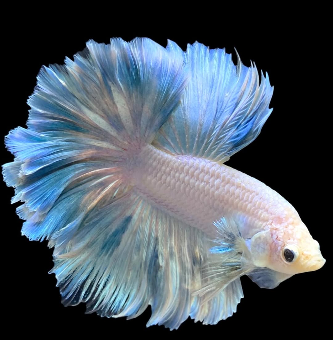 Betta splendens "Halfmoon Full White" – Eleganter Kampffisch in reinem Weiß