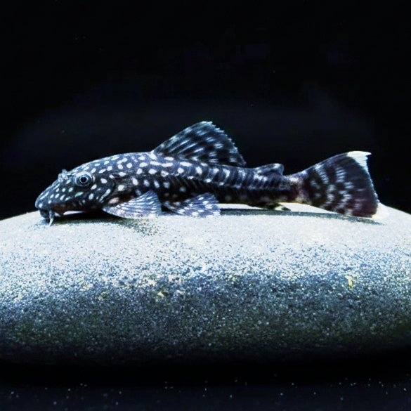 Blauer Antennenwels aus Liebevoller Zucht - Antennenwels Ancistrus sp.