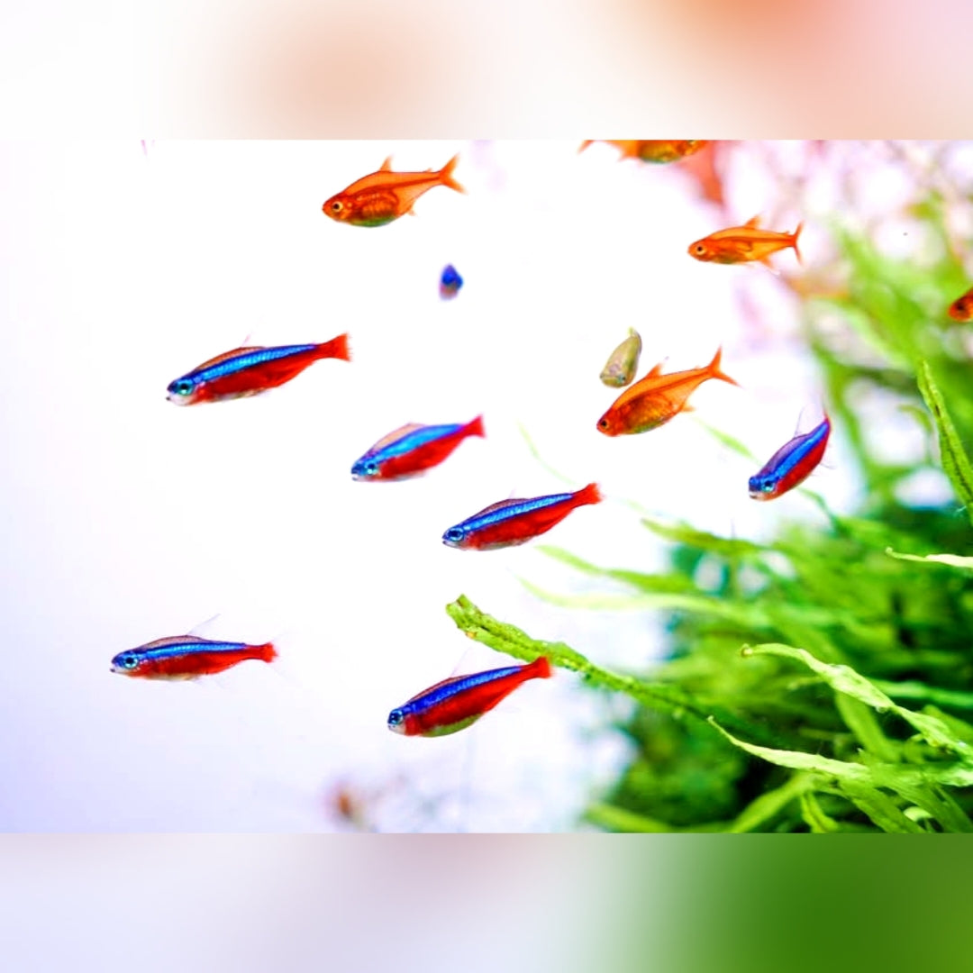 Roter Neonsalmler – Paracheirodon axelrodi