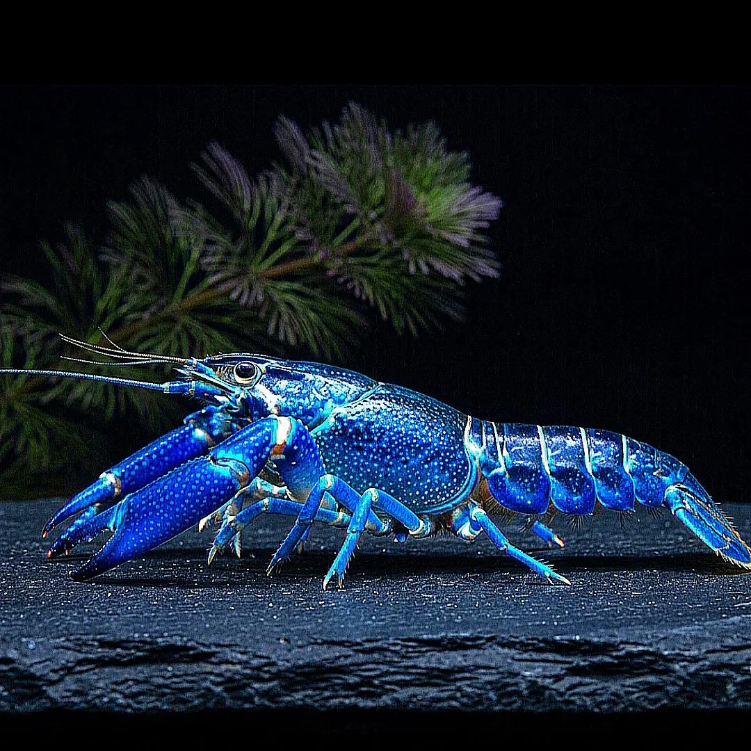 Cherax pulcher „Amethyst Blue“ 🦞💎💙 AquaTimo