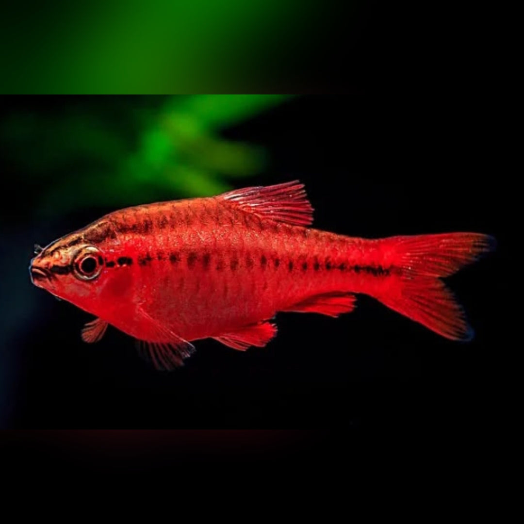 Bitterlingsbarbe – puntius (barbus) titteya 🐟❤️