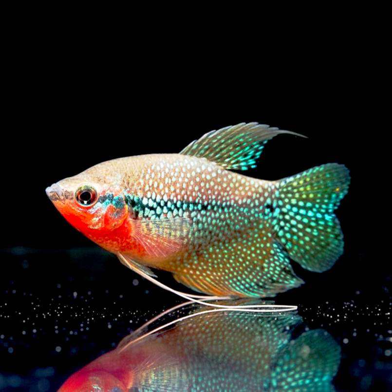 Trichogaster leeri – Der majestätische Mosaikfadenfisch 🐟✨