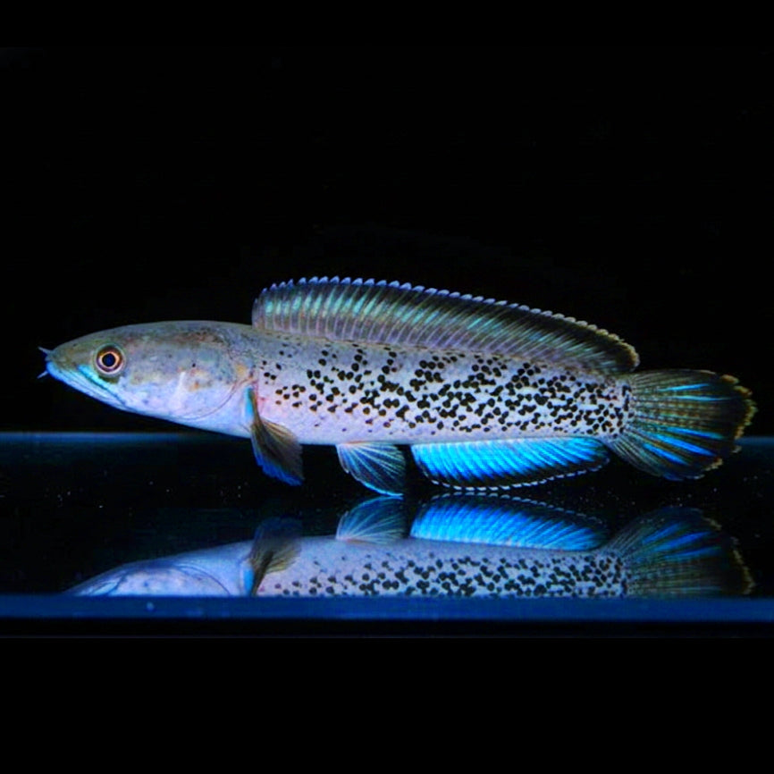 Channa stewartii „COOCH BEHAR“ – Der Falsche Barca-Schlangenkopffisch