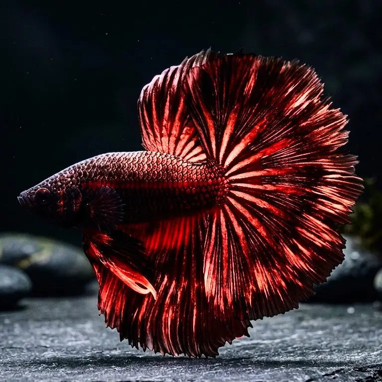 Kampffisch Betta splendens – Halfmoon Red Orchid AquaTimo