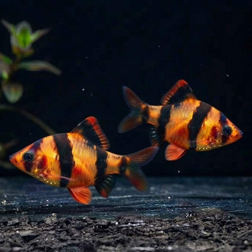 Sumatrabarbe "Natur" - 🧡Puntigrus cf. tetrazona