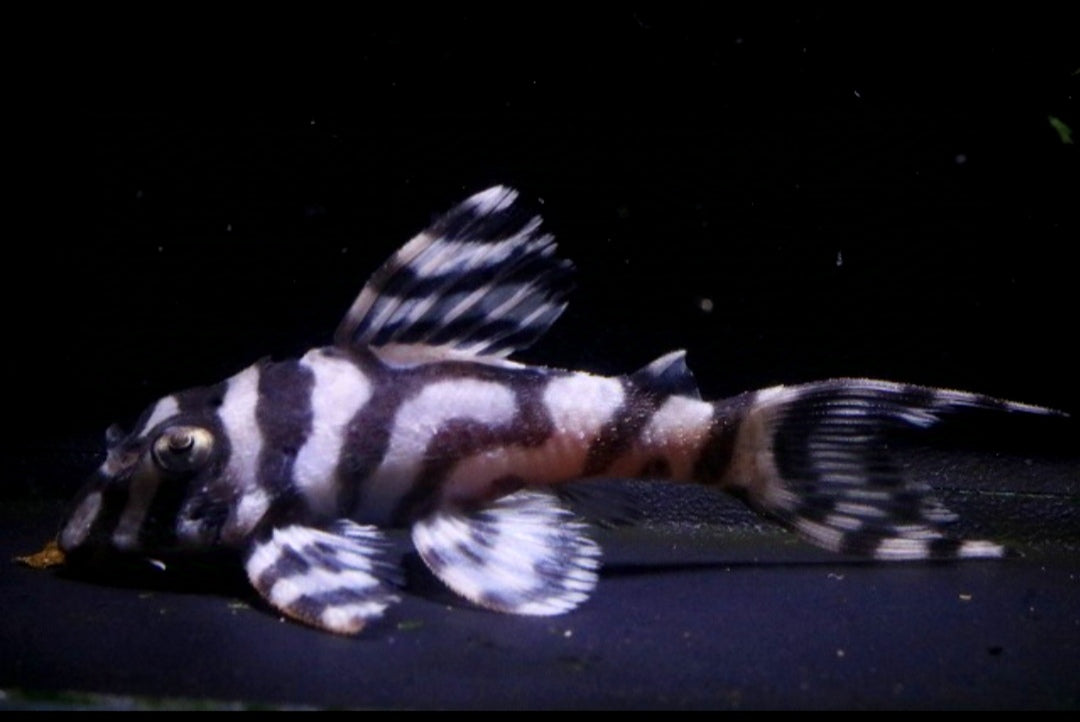 L236 Welse: Iriri-Harnischwels, Hypancistrus spec. ca 5 cm