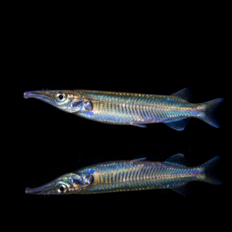 Brembachs Halbschnabelhecht – Nomorhamphus brembachi