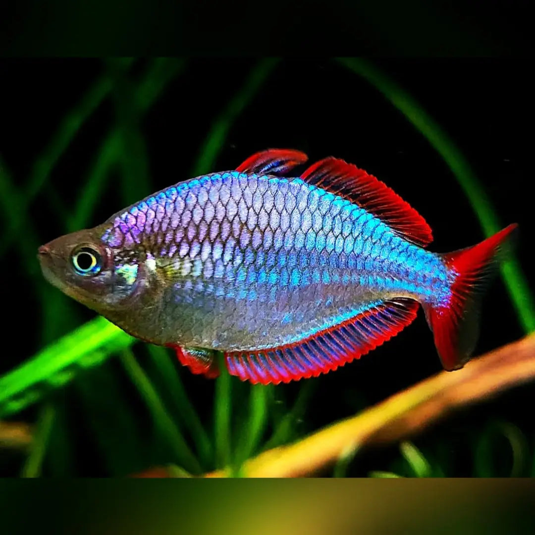 Pracht Regenbogenfisch – melanotaenia praecox 🐟✨ AquaTimo