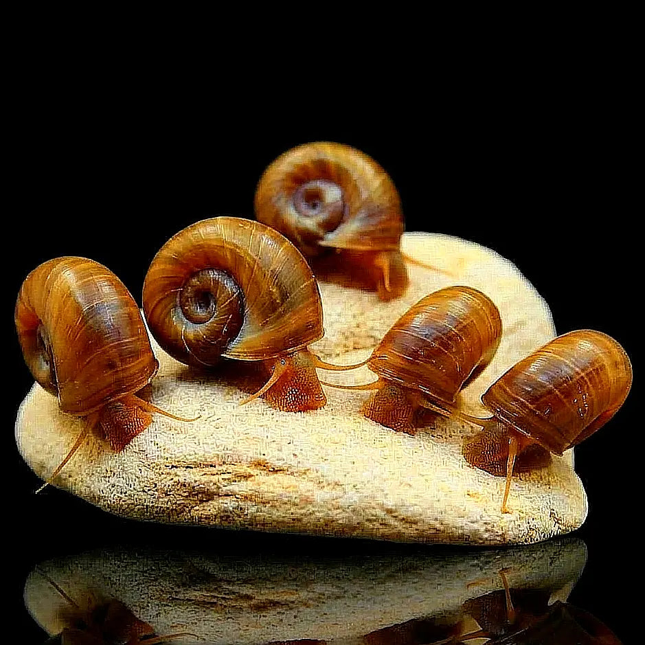 Planorbarius corneus - 🤎 Teich Posthornschnecke AquaTimo