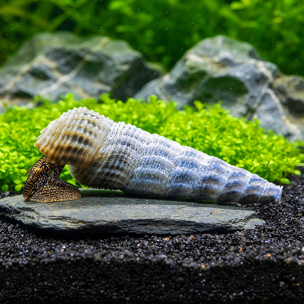 Tylomelania marwotoae - Himalayan Turmdeckelschnecke