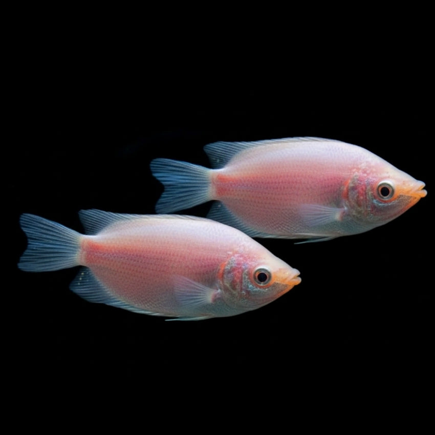 Küssender Gurami – Helostoma temminckii PINK