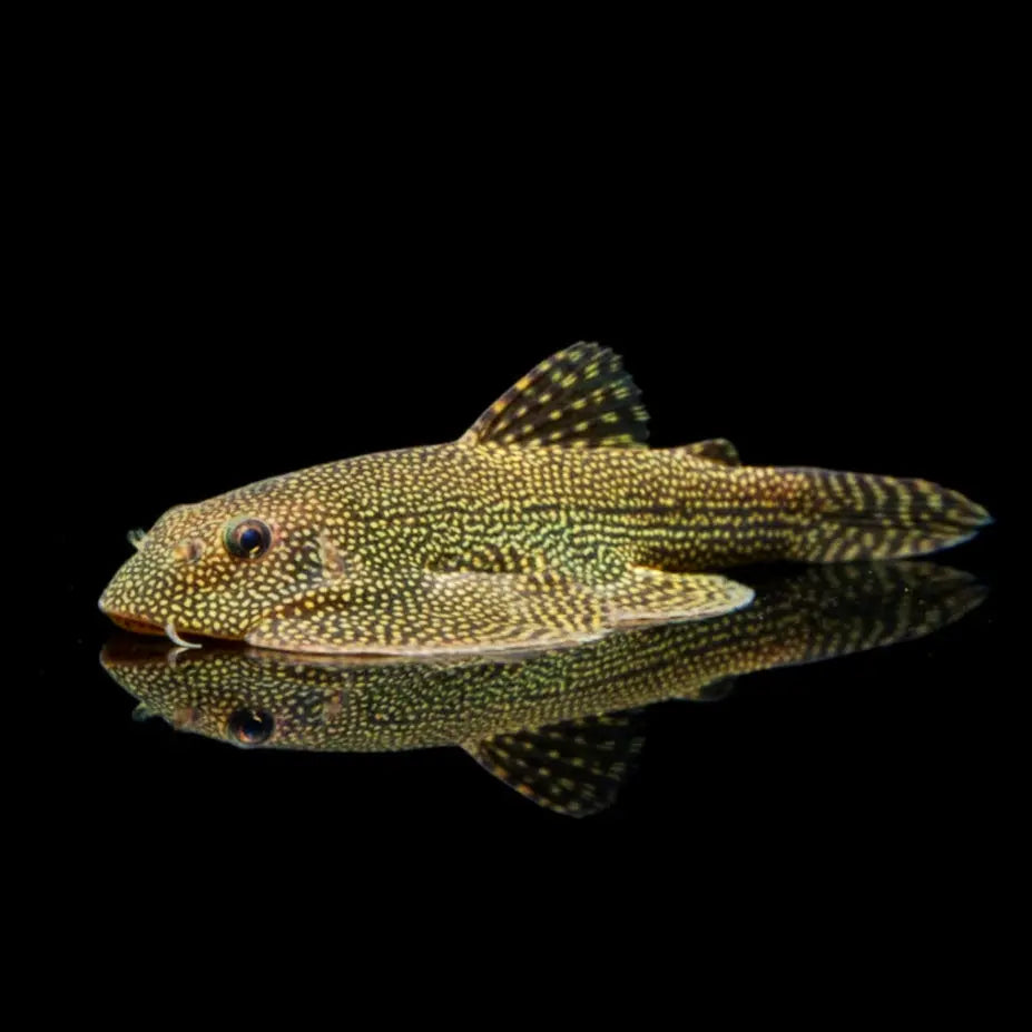 Punktierter Prachtflossensauger – Sewellia spec. "Spotted" AquaTimo