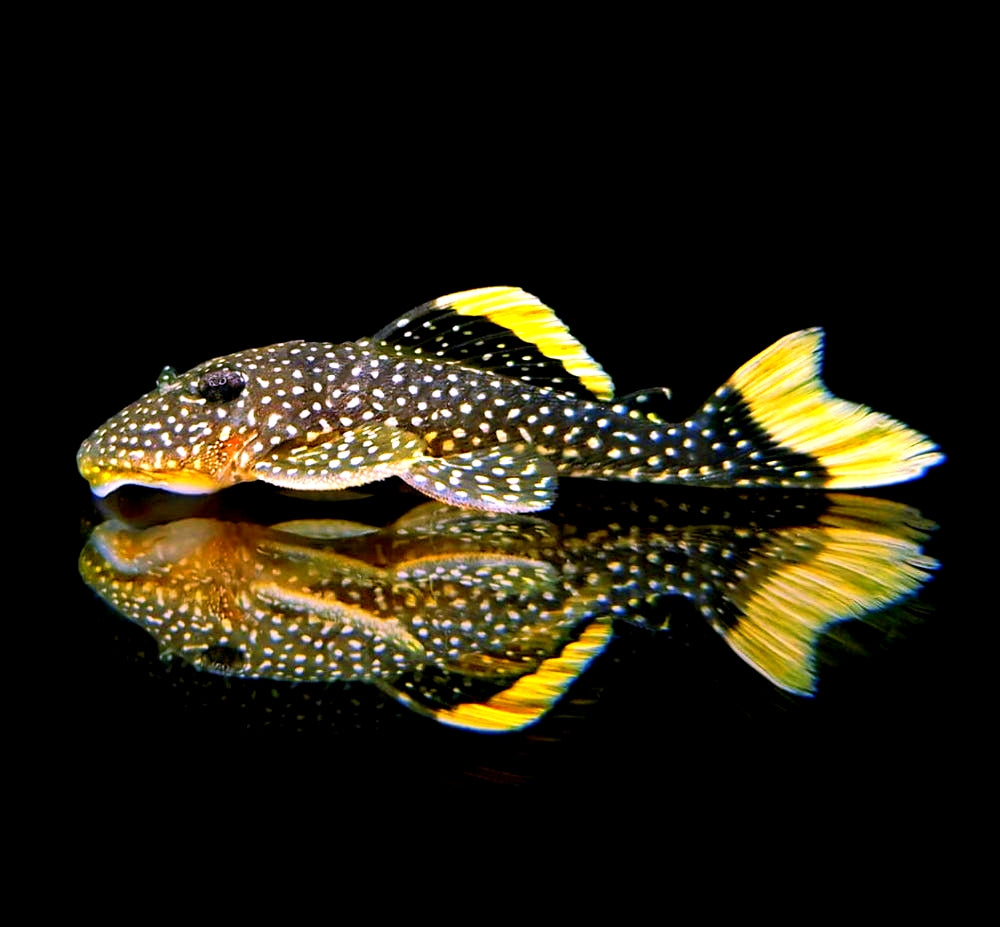 Gelbsaum-Prachtharnischwels – Baryancistrus xanthellus L018 | L081 🟡🖤 Golden Nugget