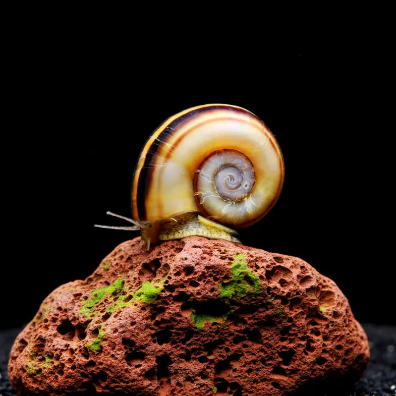 Goldene Paradiesschnecke – Marisa cornuarietis 🐌🌿 AquaTimo