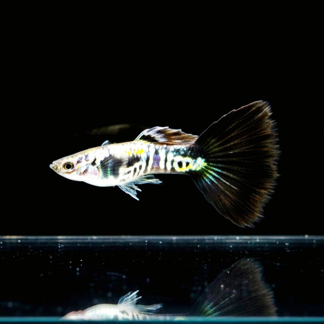 Hochzucht Guppy - Black Cobra