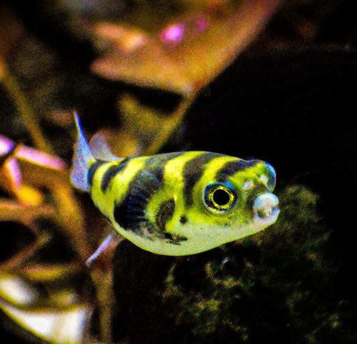 Asselkugelfisch – Colomesus asellus 🐡🌿