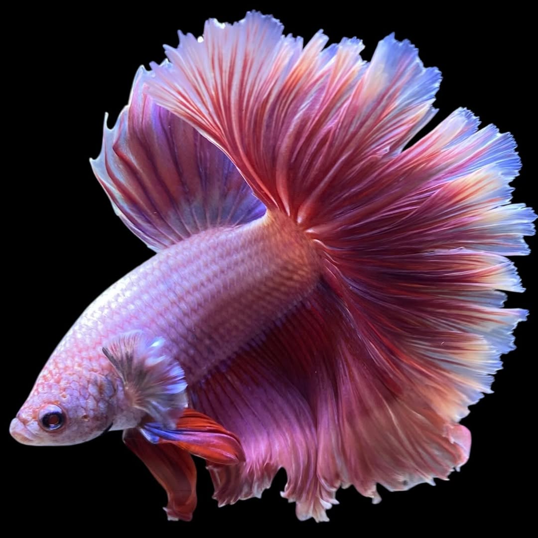Betta splendens "Halfmoon Purple" – Farbenfroher Kampffisch mit spektakulärer Färbung