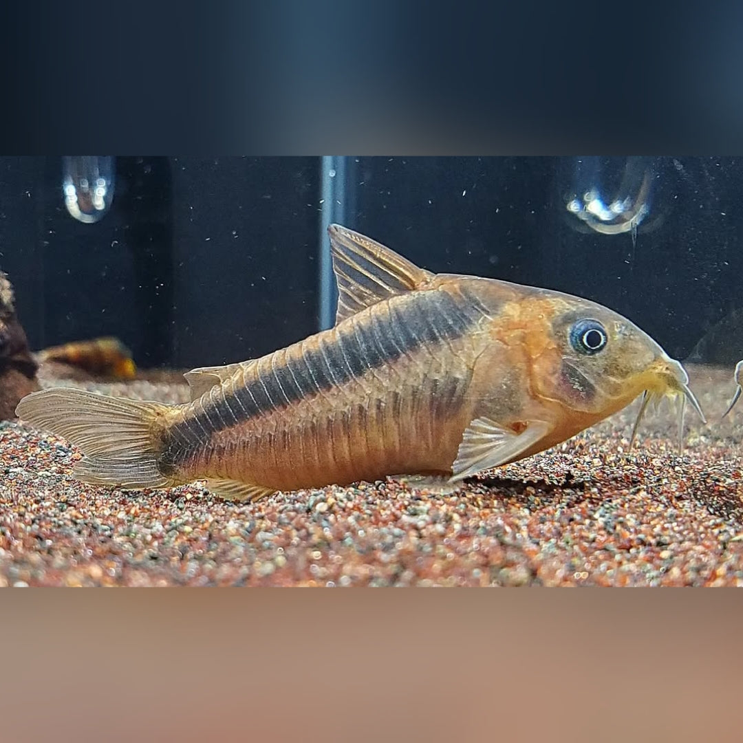 Rostpanzerwels – Osteogaster (Corydoras) rabauti 🐟🧡