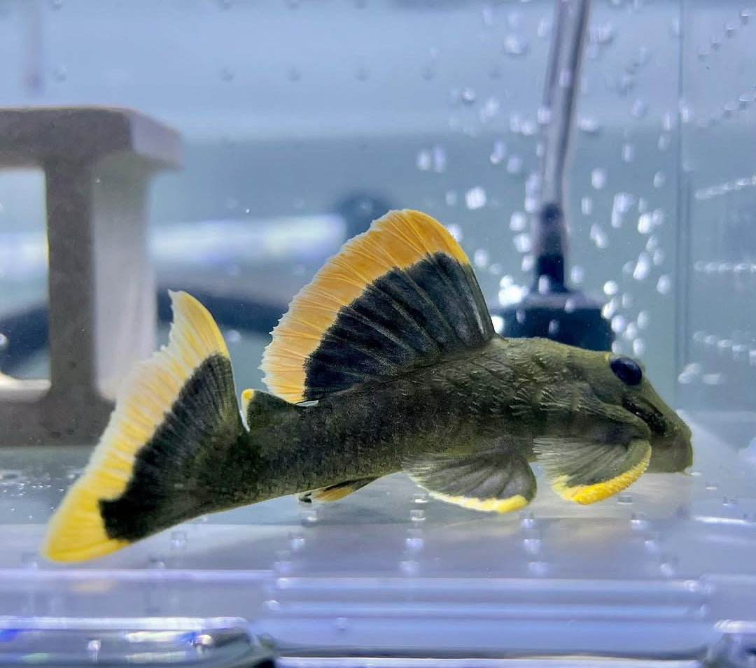 Moosgrüner Harnischwels L047 – Baryancistrus chrysolomus 'L047' 💚🐟