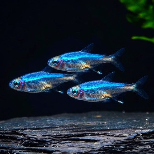 Blauer Neon – 💙 Paracheirodon simulans 🌈🐟