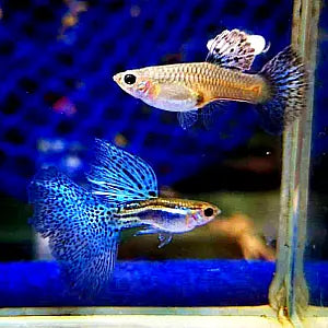 Hochzucht Guppy - đ Blue Grass AquaTimo