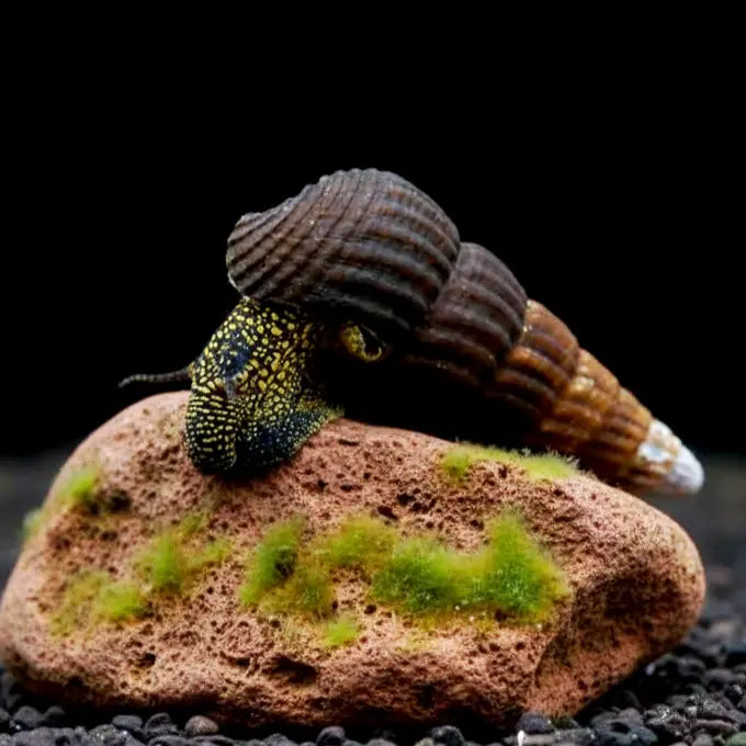 Tylomelania towutensis - 💛🖤Goldpunkt-Pososchnecke AquaTimo