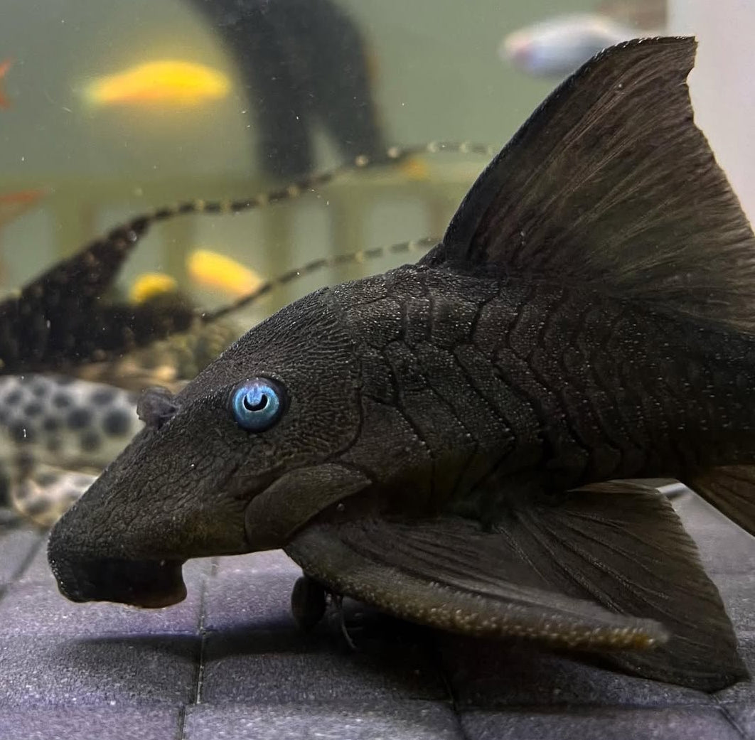 Blauaugen-Harnischwels – Panaque suttoni (Panaque suttonorum) 💙🐟  ca. 14-18 cm