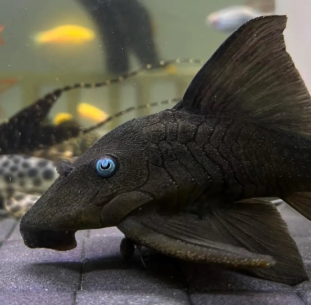 Blauaugen-Harnischwels – Panaque suttoni (Panaque suttonorum) 💙🐟 ca. 12-15 cm AquaTimo