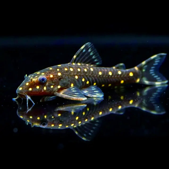 Weißpunkt-Ohrgitterharnischwels – Parotocinclus haroldoi 🐟❄️ AquaTimo