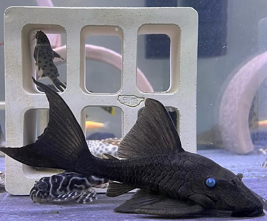 Blauaugen-Harnischwels – Panaque suttoni (Panaque suttonorum) 💙🐟  ca. 14-18 cm