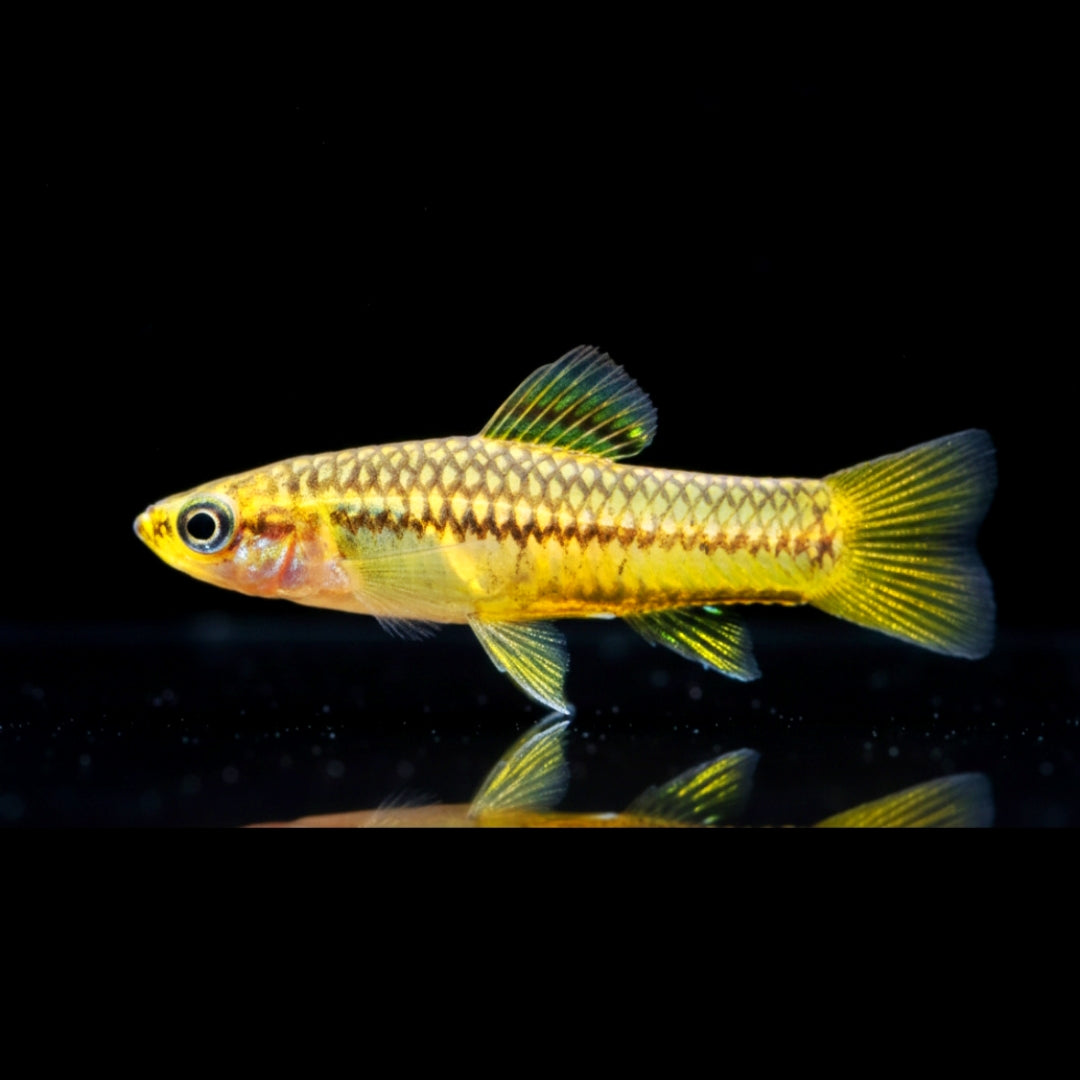 Zwergschwertträger – Xiphophorus pygmaeus 🐠🌿