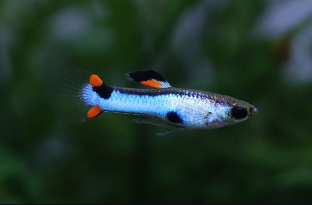Endler Guppy "Japan Blue" – Poecilia wingei 💙🐠
