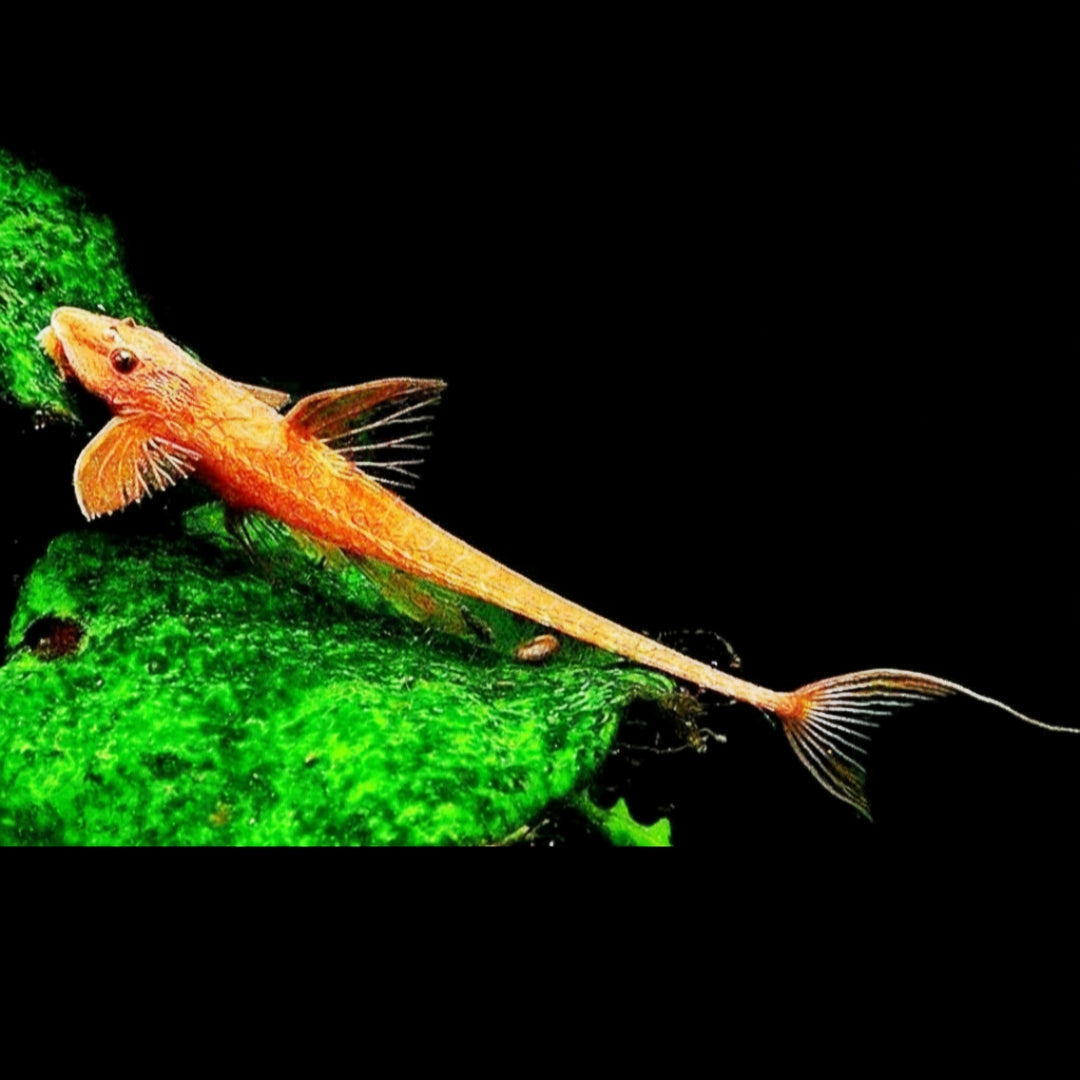 Roter Hexenwels – Rineloricaria spec. ❤️🐟