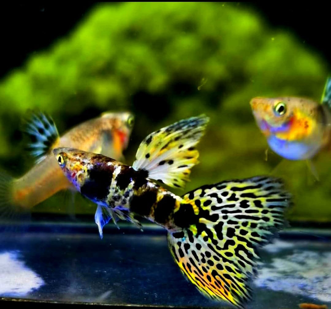 Hochzucht Guppy - Green Tiger King Cobra