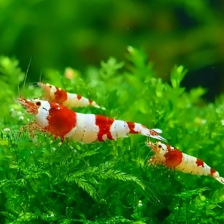 Caridina logemanni - Zwerggarnele ❤️🤍 "Cristal Red" K2-K4