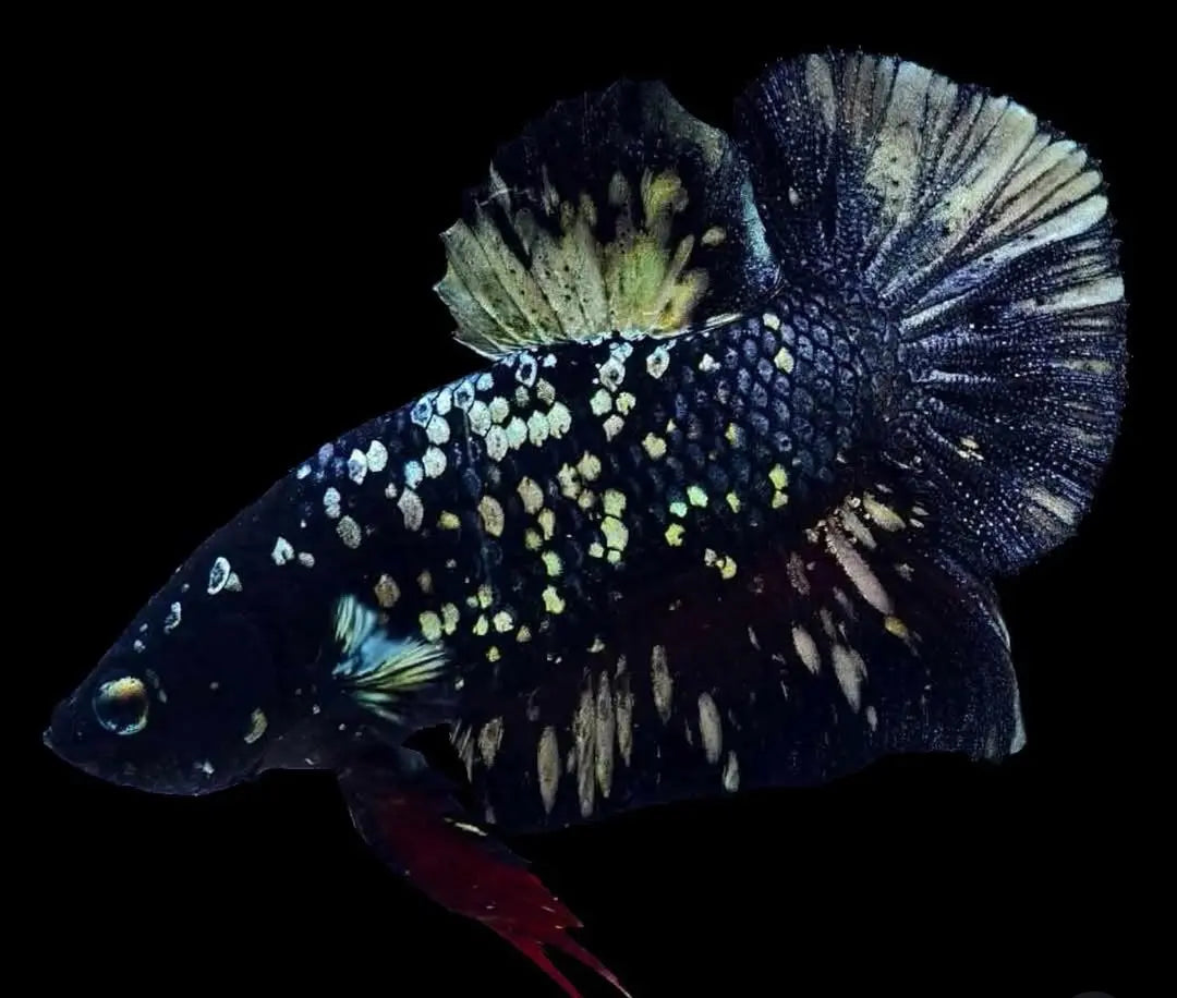 Betta splendens "Plakat Mix" – Kurzflossiger Kampffisch in bunter Vielfalt AquaTimo