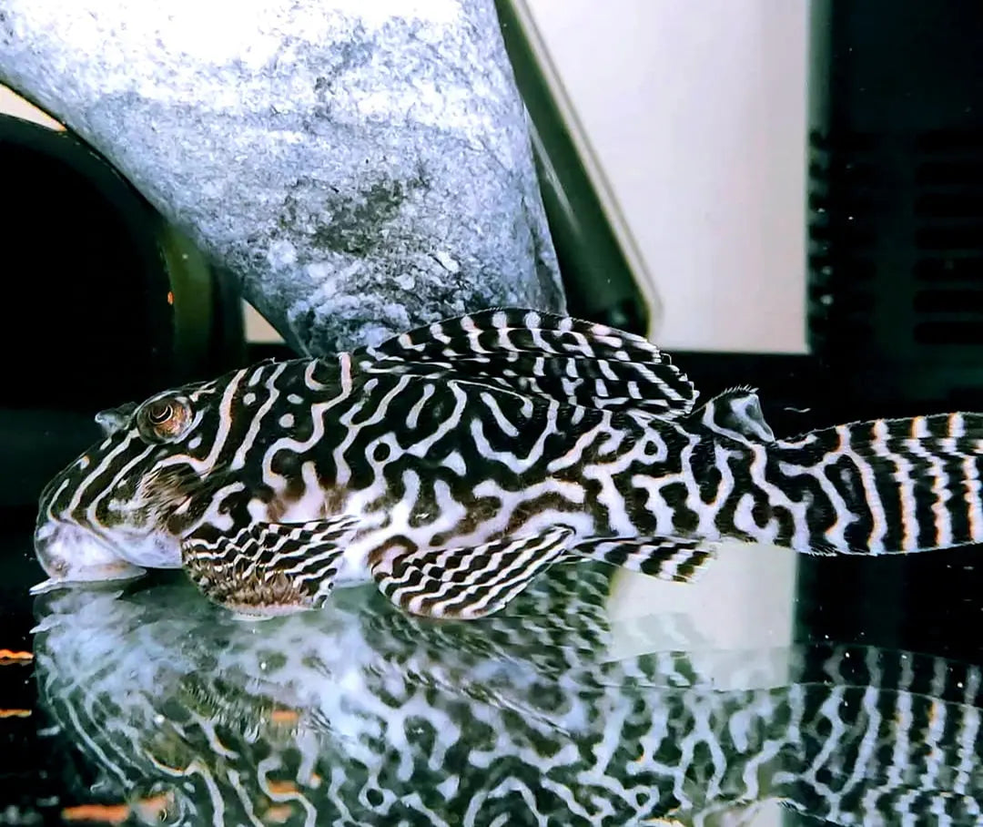 L66 King Tiger Pleco - Hypancistrus spec. 5-7 cm L066 LDA066 LDA66 AquaTimo